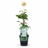 Clematis Jackmanii Huldine - Bosrank - Wit - Klimplant | 4 stuks
