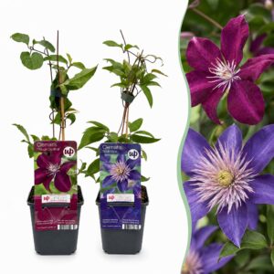 Clematis Duo Blue & Red - Bosrank Duo Blauw & Rood - Blauw - Rood - Klimplant | 4 stuks