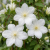 Clematis Jackmanii Huldine - Bosrank - Wit - Klimplant | 4 stuks