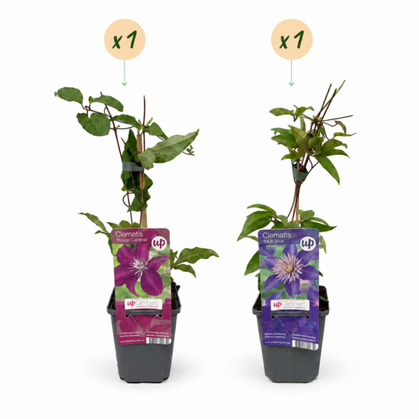 thumbnail_6000-74.png Clematis Duo Blue & Red - Bosrank Duo Blauw & Rood - Blauw - Rood - Klimplant | 2 stuks