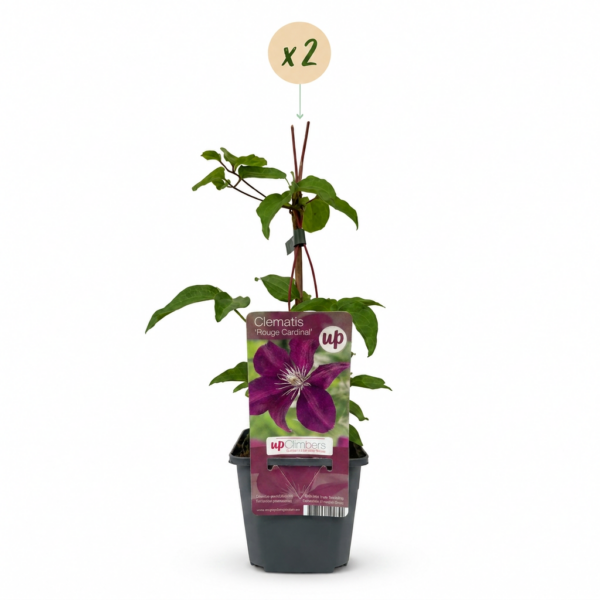 thumbnail_6000-77.png Clematis Rouge Cardinal - Klimroos Rouge Cardinal - Rood - Klimplant | 2 stuks