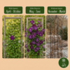 Clematis Viticella Polish Spirit - Bosrank - Paars - Klimplant | 4 stuks