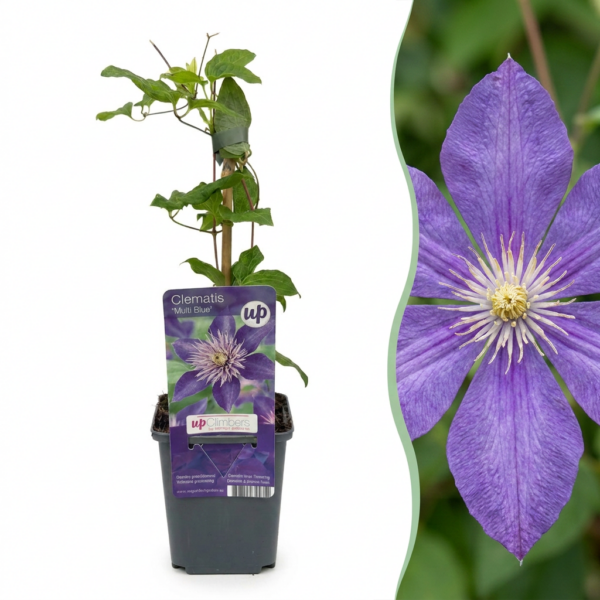 Clematis Multi Blue - Bosrank - Blauw - Klimplant