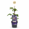 Clematis Multi Blue - Bosrank - Blauw - Klimplant