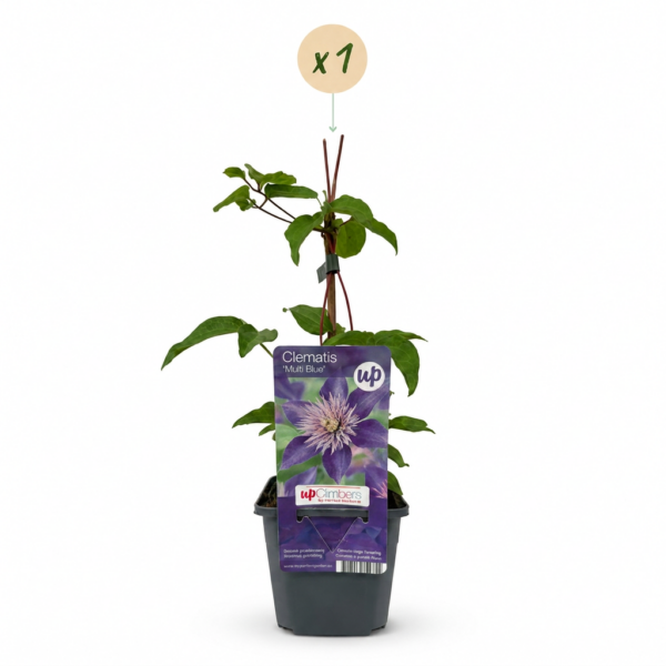 Clematis Multi Blue - Bosrank - Blauw - Klimplant