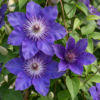 Clematis Multi Blue - Bosrank - Blauw - Klimplant