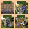 Clematis Multi Blue - Bosrank - Blauw - Klimplant