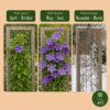 Clematis Multi Blue - Bosrank - Blauw - Klimplant