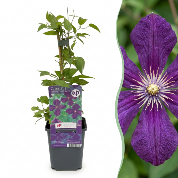 Clematis Viticella Polish Spirit - Bosrank - Paars - Klimplant