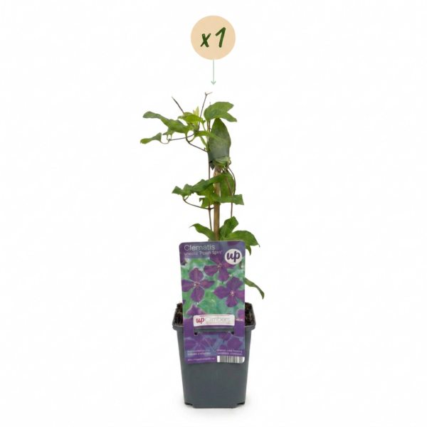 Clematis Viticella Polish Spirit - Bosrank - Paars - Klimplant