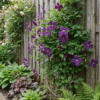 Clematis Viticella Polish Spirit - Bosrank - Paars - Klimplant